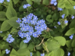 Brunnera macrophylla