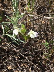 Acanthomintha ilicifolia