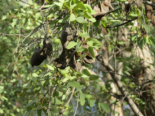 Image of Lysiphyllum gilvum by (c) ian_mcallan, some rights reserved (CC BY)