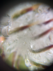 Cirsium occidentale occidentale