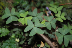 Oxalis griffithii