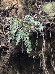 Asplenium wilfordii