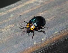 Plagiosterna maculicollis