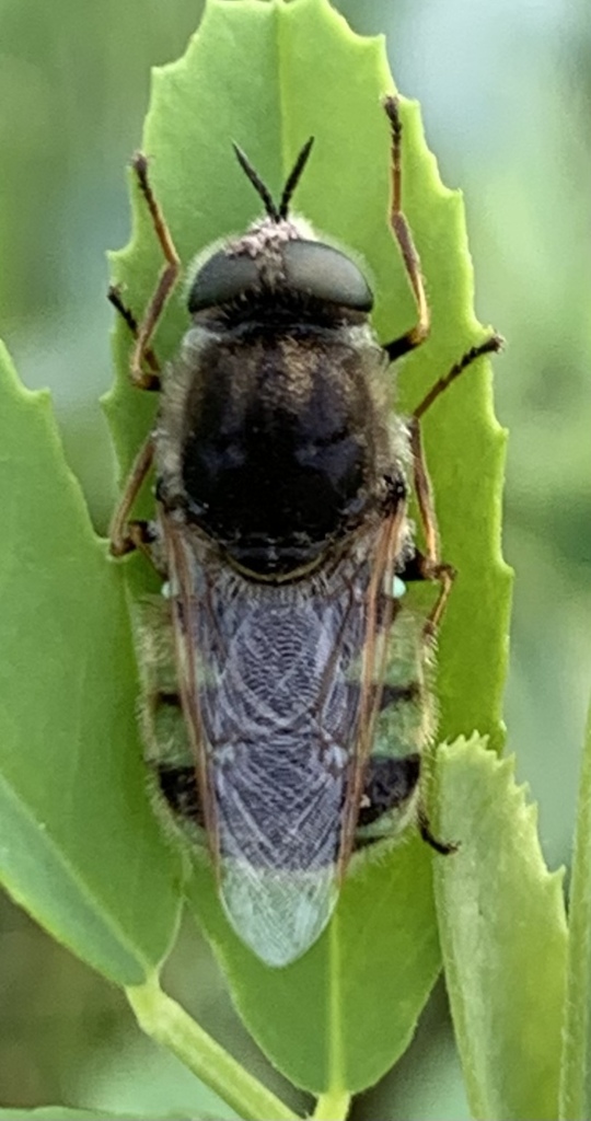 Psellidotus snowi