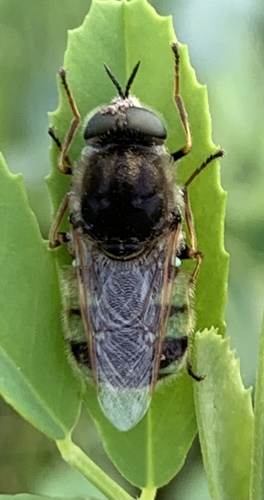 Psellidotus snowi