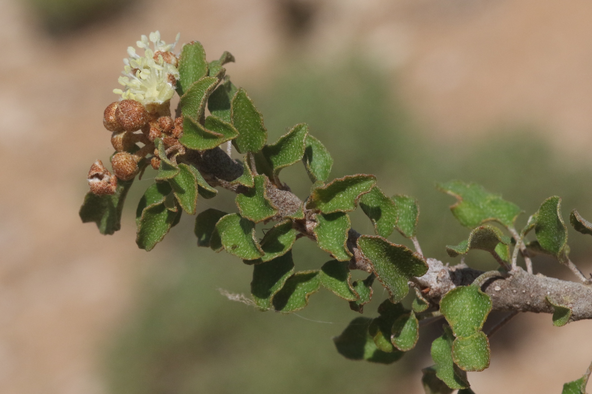 Croton socotranus