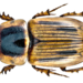 Neocalaphodius moestus - Photo (c) Udo Schmidt, algunos derechos reservados (CC BY-SA)