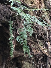 Asplenium gueinzianum
