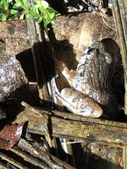 Adenomera hylaedactyla