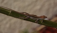 Anolis sagrei
