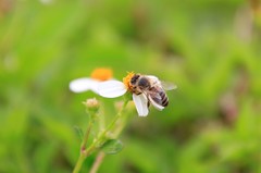 Apis mellifera