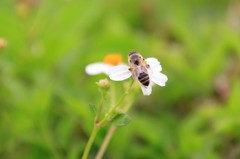 Apis mellifera