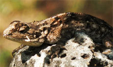 Benoue Agama photo 2