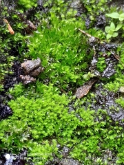 Aulacomnium androgynum