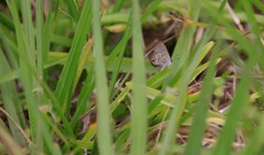 Hemiargus ceraunus