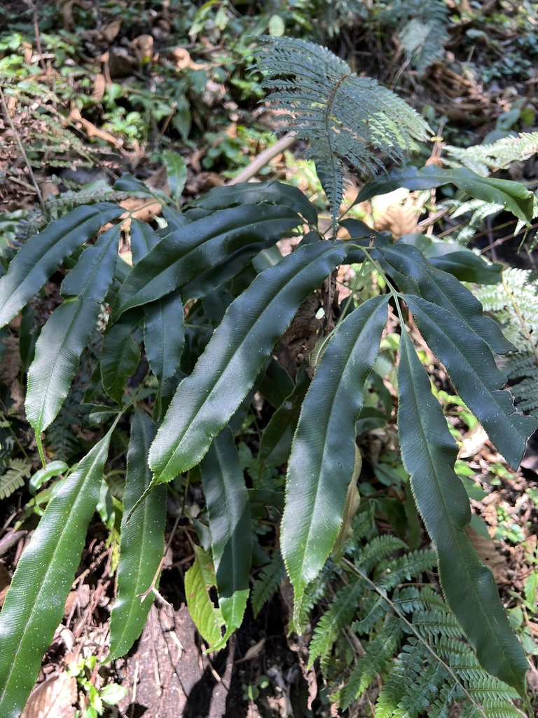 Coniogramme pubescens