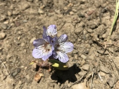 Phacelia divaricata