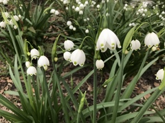 Leucojum