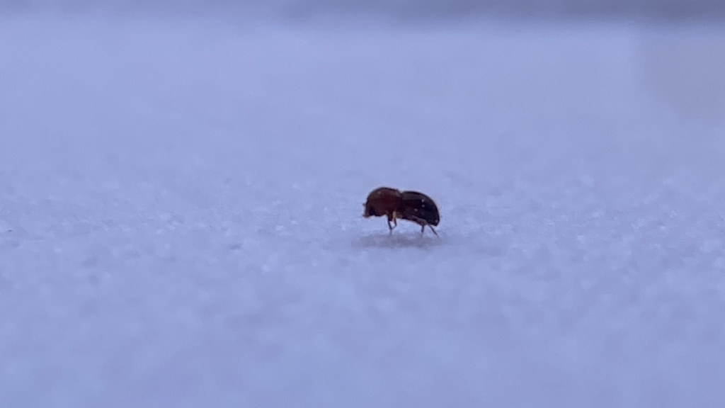 Xylosandrus from Tally Green Dr, Marietta, GA, US on March 27, 2024 at