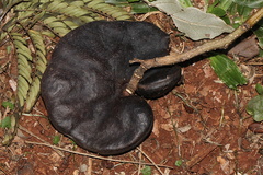 Enterolobium