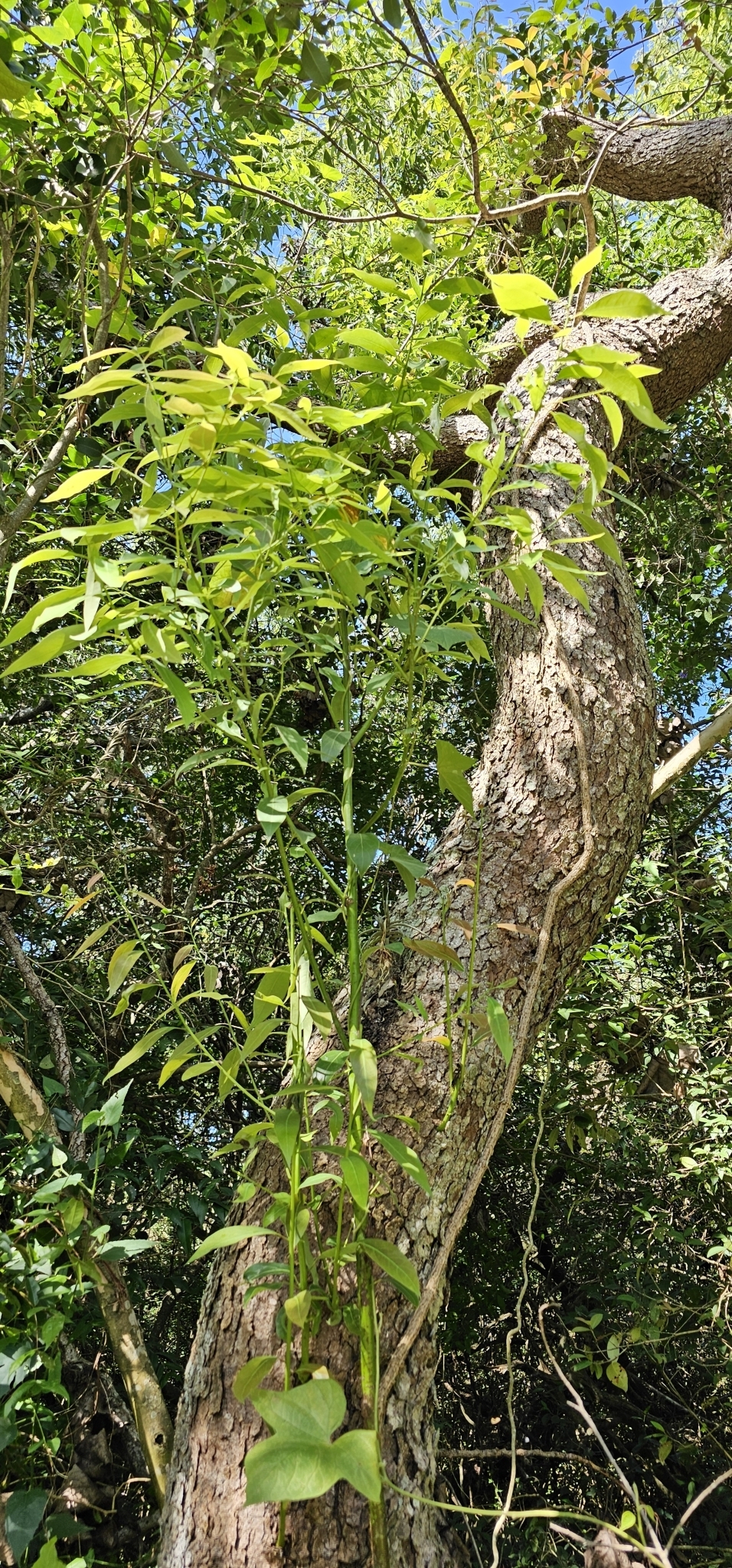 Imagem de Canela-sassafrás
