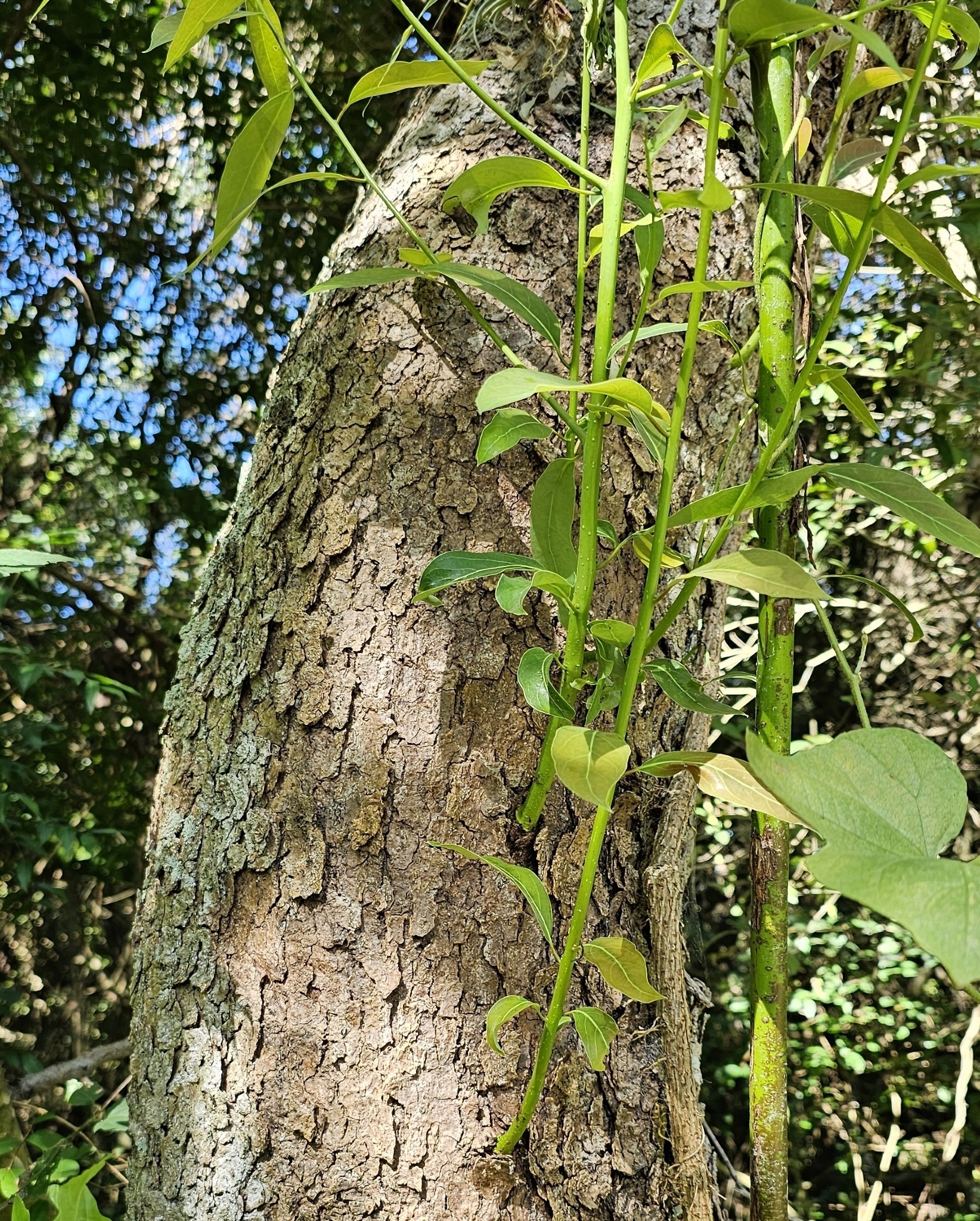 Imagem de Canela-sassafrás
