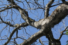 Enterolobium