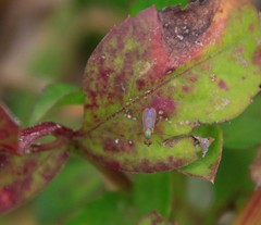 Diptera