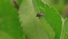 Heteroptera