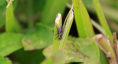 Diptera