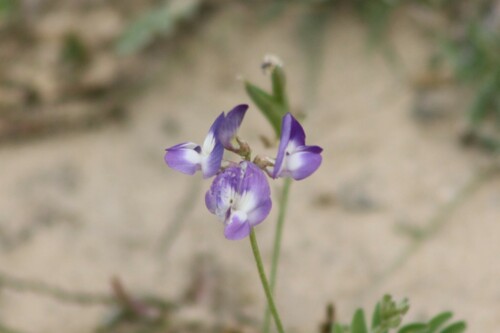 Emory's Milkvetch (Astragalus emoryanus)