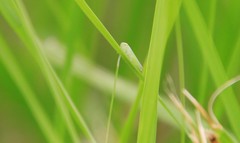 Membracoidea