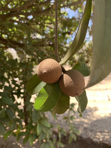 Chicozapote (Manilkara zapota)