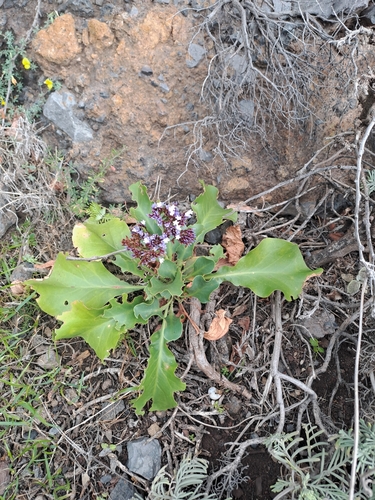 Limonium frutescens, photograph 1
