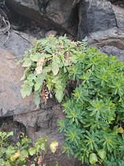 Sonchus radicatus, photograph (c) Amelie Jorns, some rights reserved (CC BY)