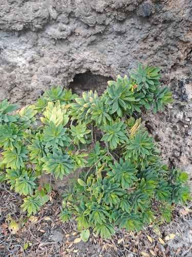 Vieraea laevigata