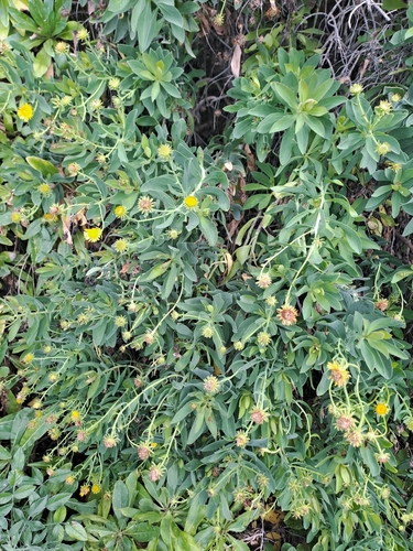 Vieraea laevigata, photograph 2