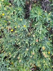 Vieraea laevigata, photograph (c) Amelie Jorns, some rights reserved (CC BY)