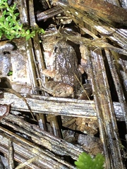 Adenomera hylaedactyla