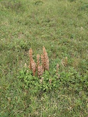 Orobanche minor