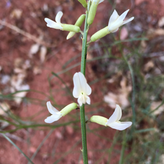 Astragalus lonchocarpus