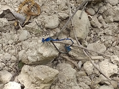 Argia funebris