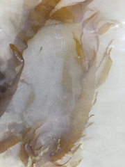 Desmarestia ligulata