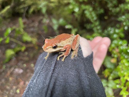 Pacific chorus frog photographed in Oregon
