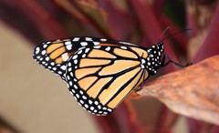 Danaus plexippus