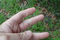 Piptochaetium avenaceum