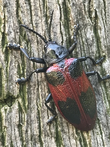 Coraliomela quadrimaculata photo 2