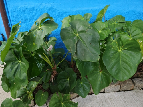 Antúrio
