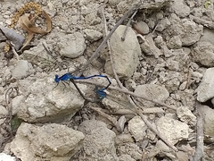 Argia funebris