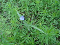 Tradescantia reverchonii